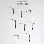 Becs-de-grue. מקור החסידה וזרעיו